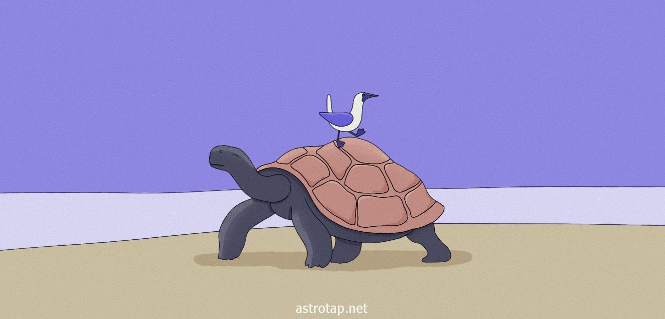 ماذا يعني حلم السلاحف؟
