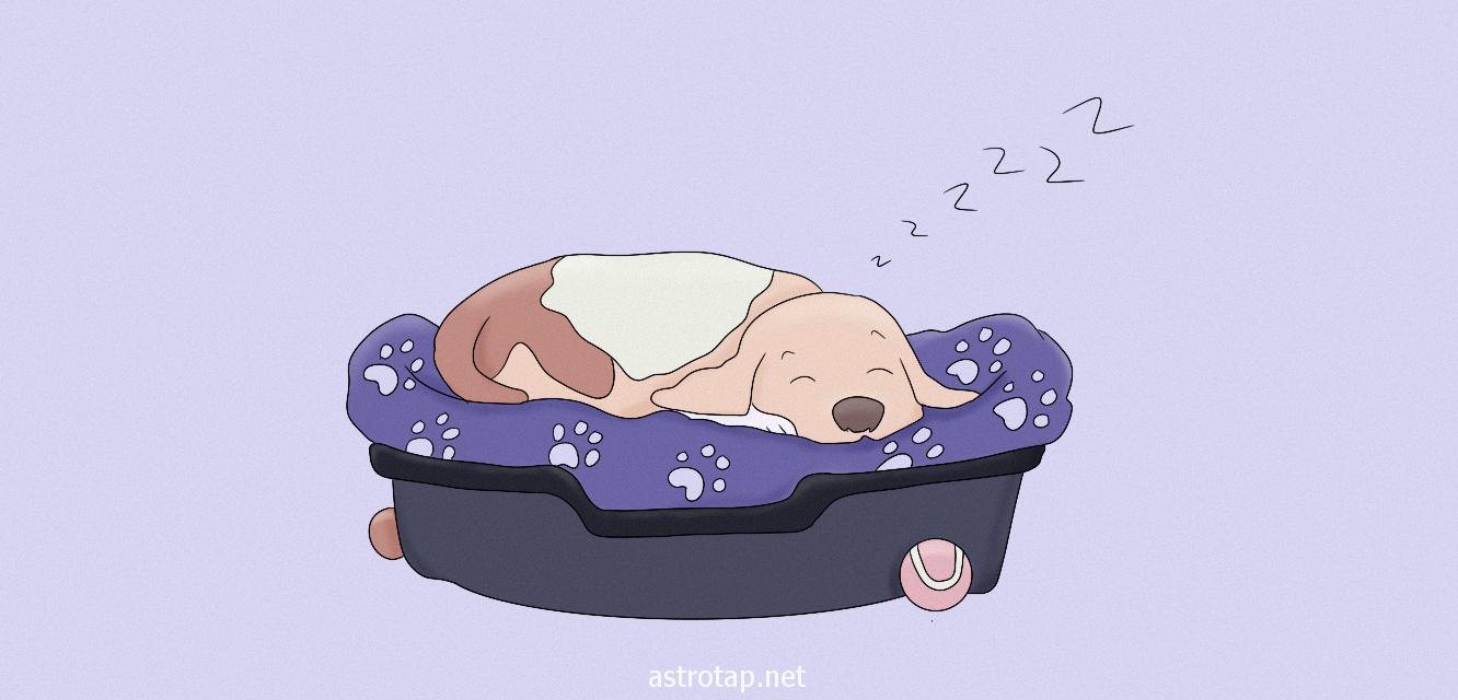 Cosa sogna il tuo cane?